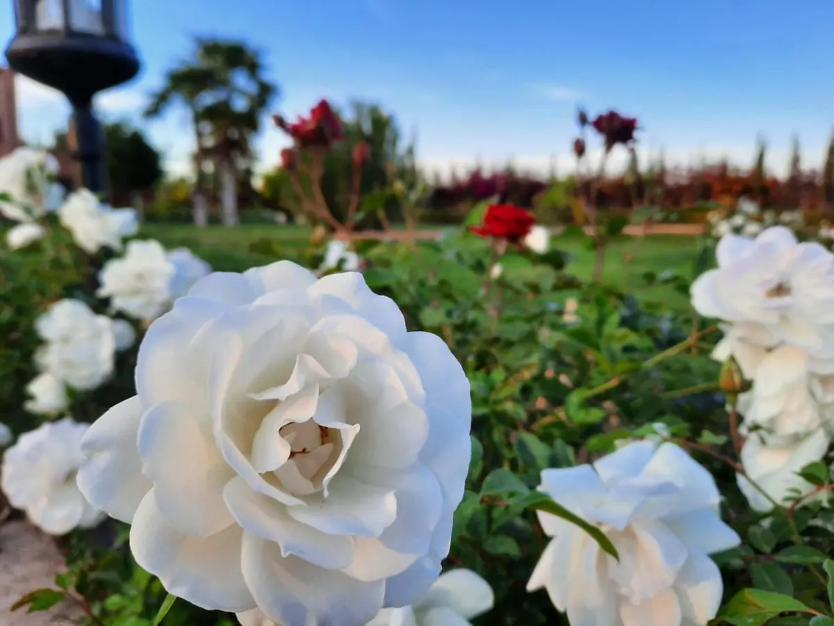 Rosa Damascena Marrakech Villa Marrakesh